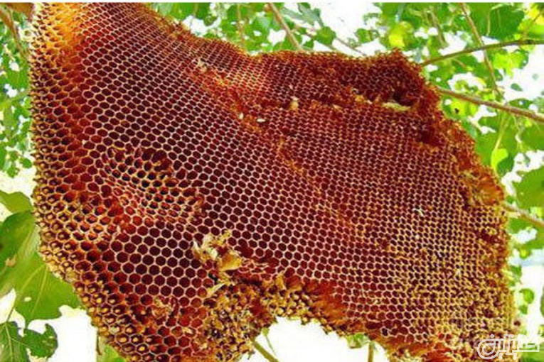 عسل طبیعی 1 دهم درصد و 4 درصد